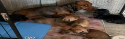 Miniature Dachshund dogs for sale: Miniature Dachshunds - Advert 13