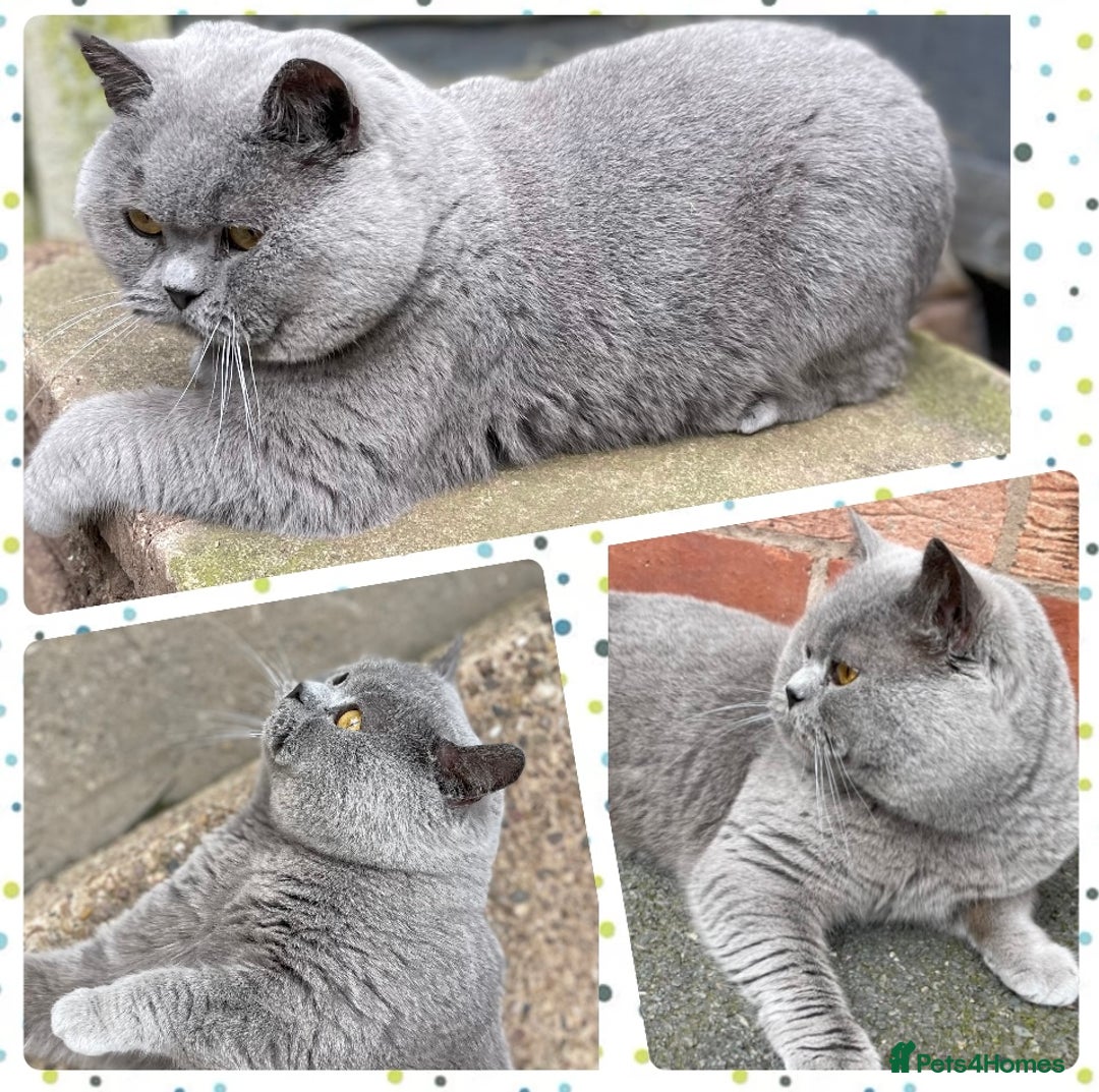British Shorthair cats for stud: BIG BLUE BEAUTIFUL STUD GCCF AND TICA REGISTERED  in Derby - Image 3