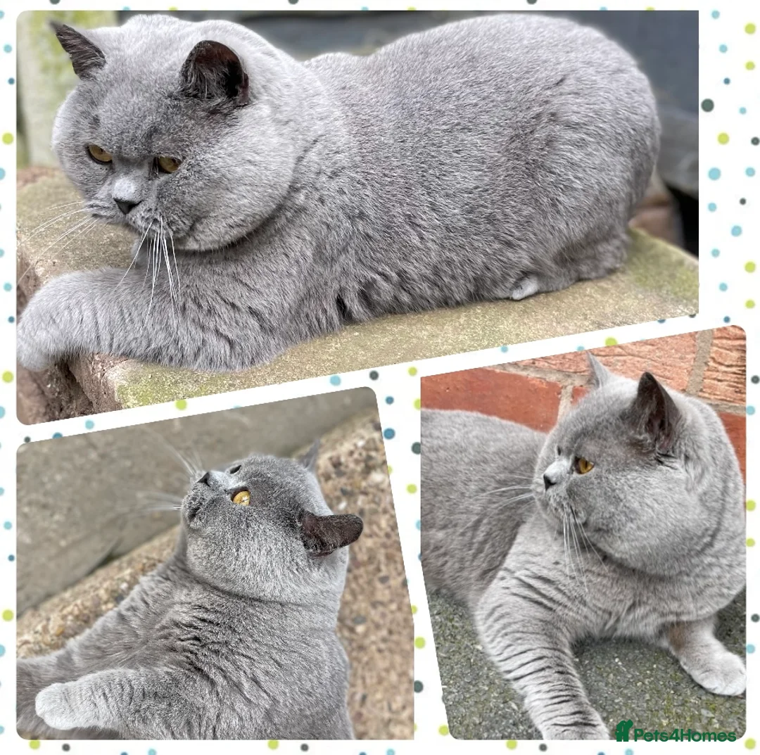 British Shorthair cats for stud: CHAMPION BLUE STUD EAST MIDLANDS  in Derby - Advert 5