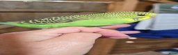 Budgerigars birds for sale: Gorgeous Baby Budgies - Advert 13