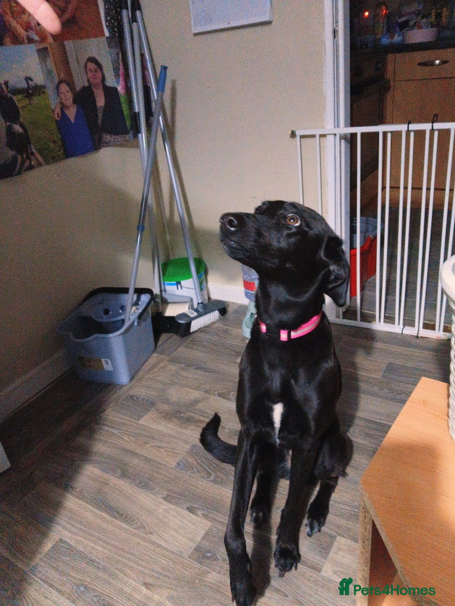 Mixed Breed dogs Saluki cross greyhound - Advert 18