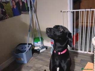 Mixed Breed dogs Saluki cross greyhound - Advert 18