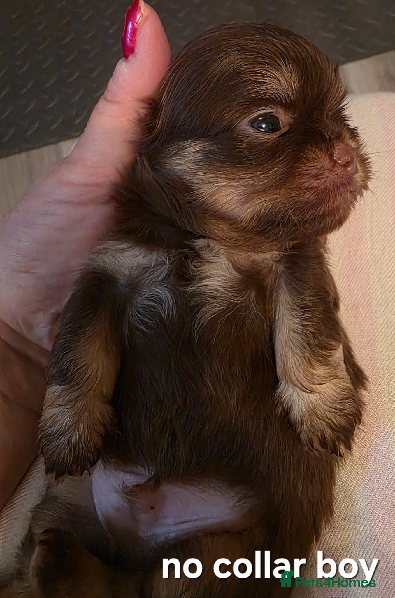 Shih Tzu dogs Imperial Chocolate Shih Tzu puppies - Advert 1