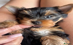 Yorkshire Terrier dogs for sale: Last girl ready🥰 Pedigree Yorkshire Terrier Puppy - Image 19