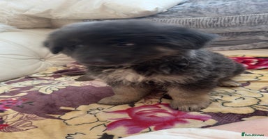 German Shepherd dogs German shepard pups white boy blue girl - Advert 2