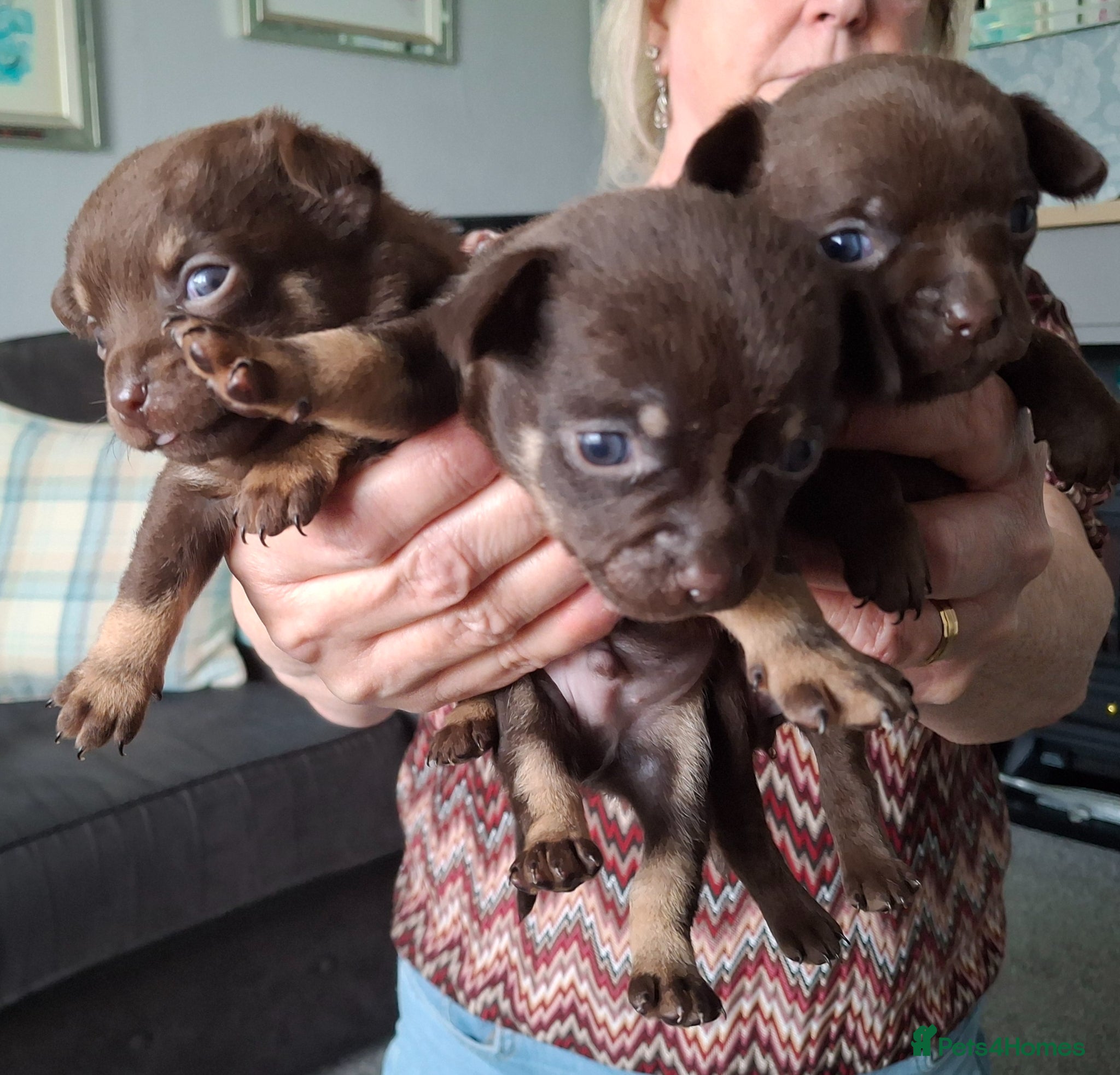 Chihuahua dogs Chihuahua 3 puppies1 boy & 2 girl chocolate brown - Advert 17