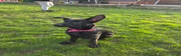 German Shepherd dogs for sale: GSD Girl Pup in Yateley - Advert 1