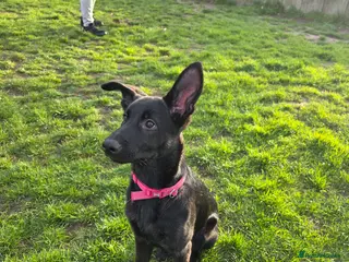 German Shepherd dogs GSD Girl Pup - Advert 1