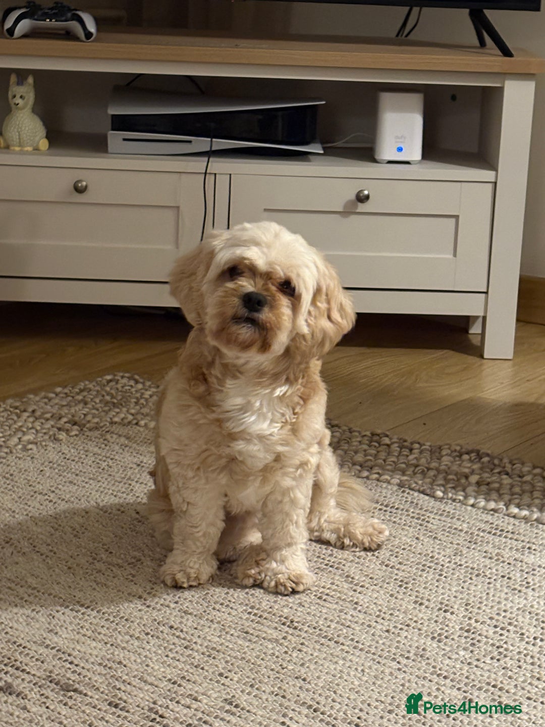 Mixed Breed dogs for sale: Cavachon x Chihuahua / healthy pups - Advert 2