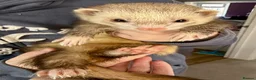 Ferret rodents for sale: Two brother ferrets for sale - Advert 15