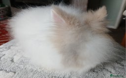 Lionhead rabbits for sale: Stunning DM Lionhead female baby rabbits  - Image 2
