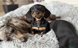 Miniature Dachshund dogs for sale: Miniature Dachshund Puppies Ready Soon ! - Image 2