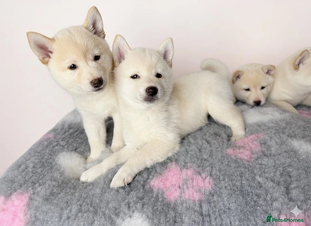 Japanese Shiba Inu dogs for sale: Japanese Shiba Inu Puppies Looking for Family Home - Advert 3
