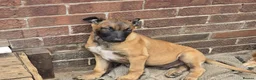 Belgian Shepherd Dog dogs for sale: Belgian Shepherd puppy in Scunthorpe - Advert 3