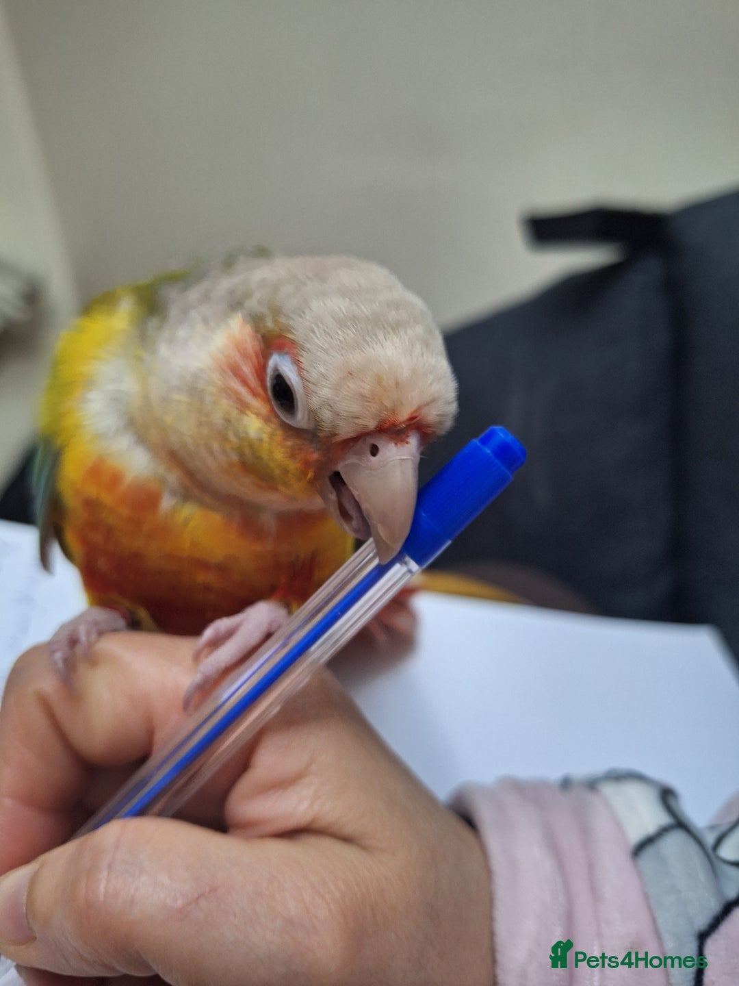 Gallery Image {{count}}