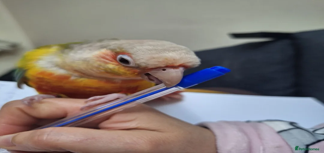 Gallery Image {{count}}