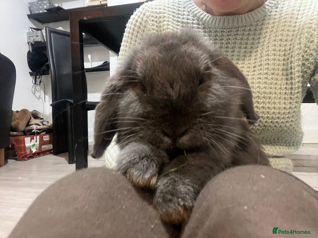 French Lop rabbits for sale: Bunny - Advert 9