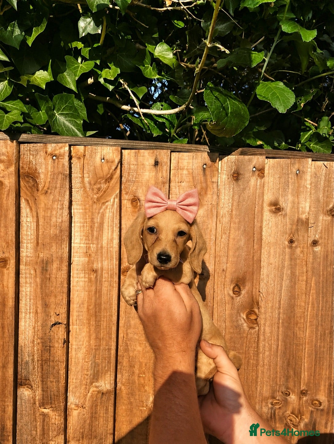 Miniature Dachshund dogs English Cream Female Ready Now !  - Advert 18