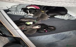 Staffordshire Bull Terrier dogs for sale: 9 chunky stuffy puppies - Image 5