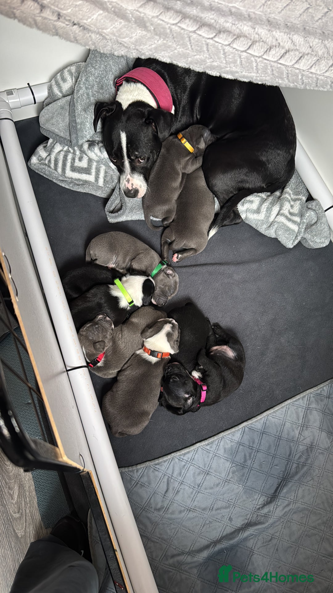 Staffordshire Bull Terrier dogs for sale: 9 chunky stuffy puppies - Image 5