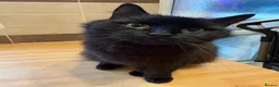 Mixed Breed cats for sale: Kittens in Burton-on-Trent - Advert 1