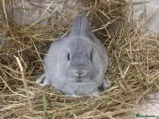 Netherland Dwarf rabbits netherland dwarf baby rabbits - Advert 2