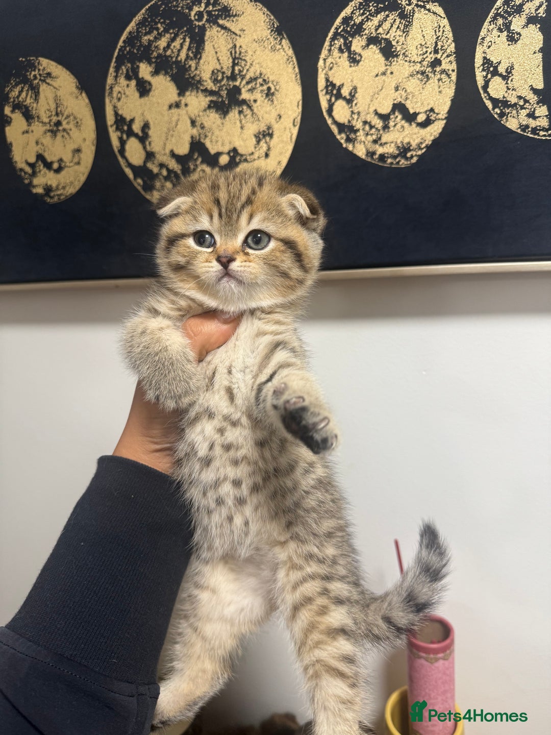 British Shorthair cats for sale: British rainbow shorthair kittens - Image 8