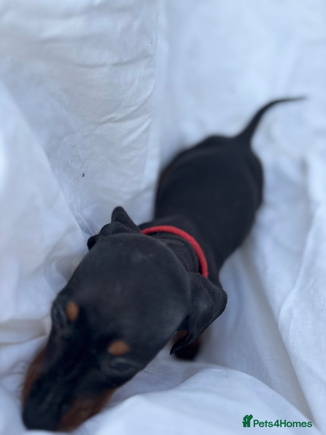 Dachshund dogs for sale: miniature dachshund   - Image 5