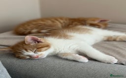 Domestic Shorthair cats for sale: Lovely ginger kittens - Image 8