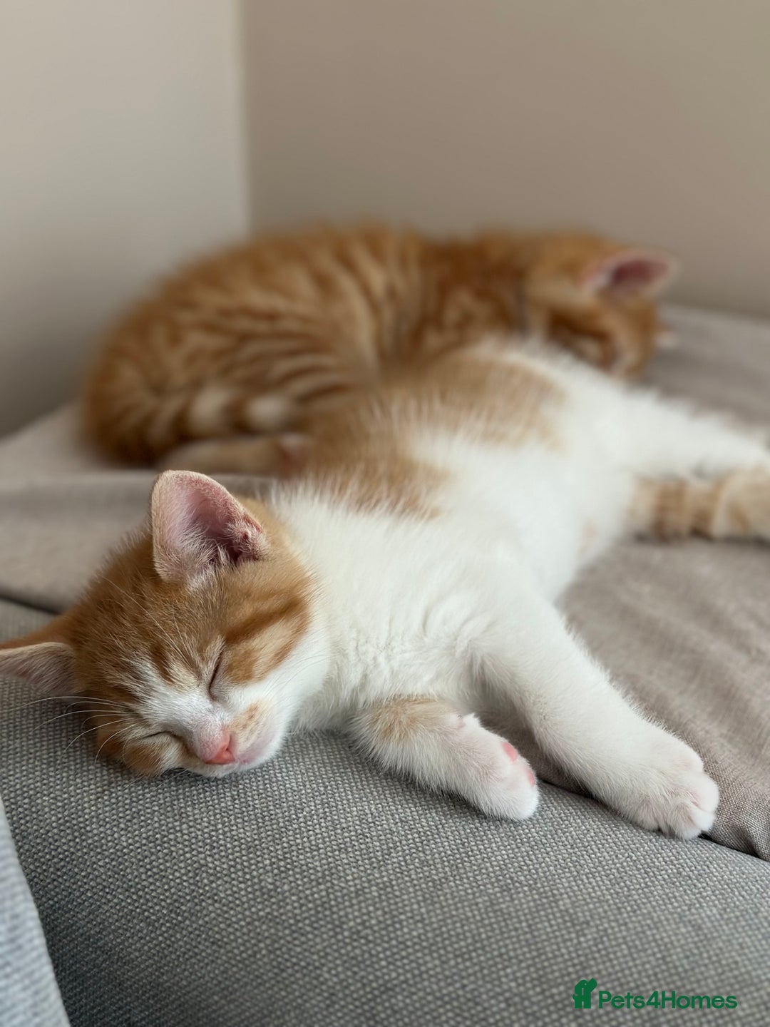 Domestic Shorthair cats for sale: Lovely ginger kittens - Image 8