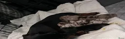 Miniature Dachshund dogs for sale: Adorable Miniature Dachshund Puppies - Advert 1
