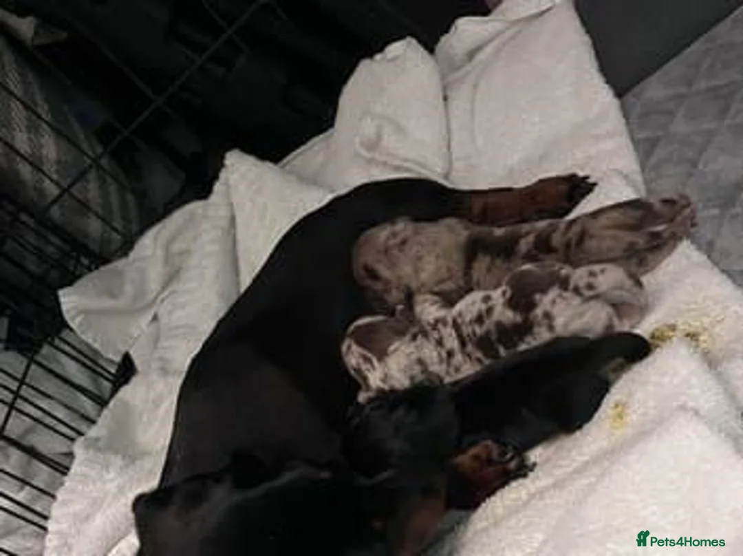 Miniature Dachshund dogs for sale: Adorable Miniature Dachshund Puppies - Advert 1