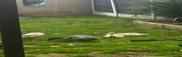 Ducks poultry for sale: Indian runner ducks in Grantham - Advert 4