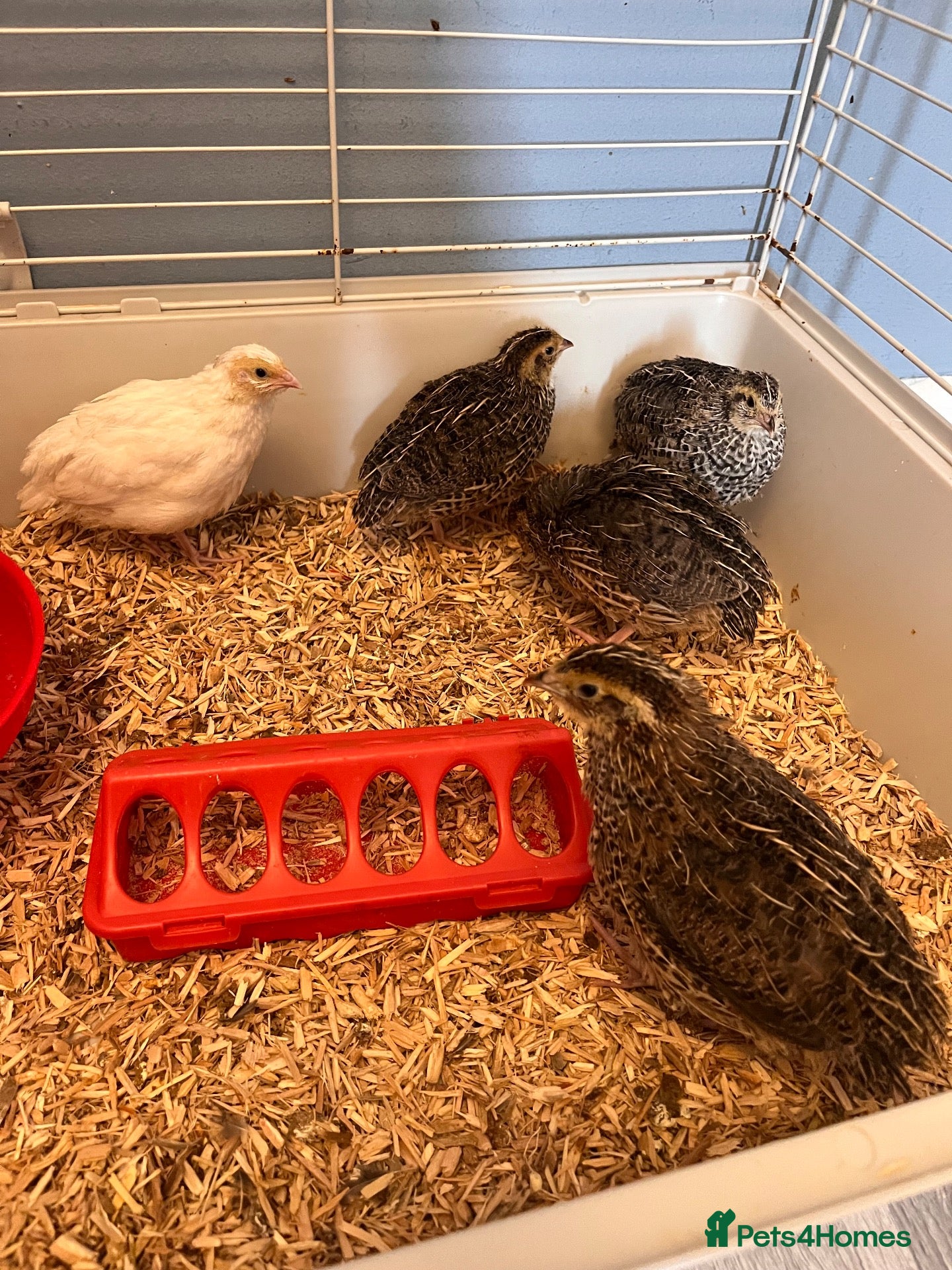 Quail poultry for sale: Japenese quail  - Advert 1