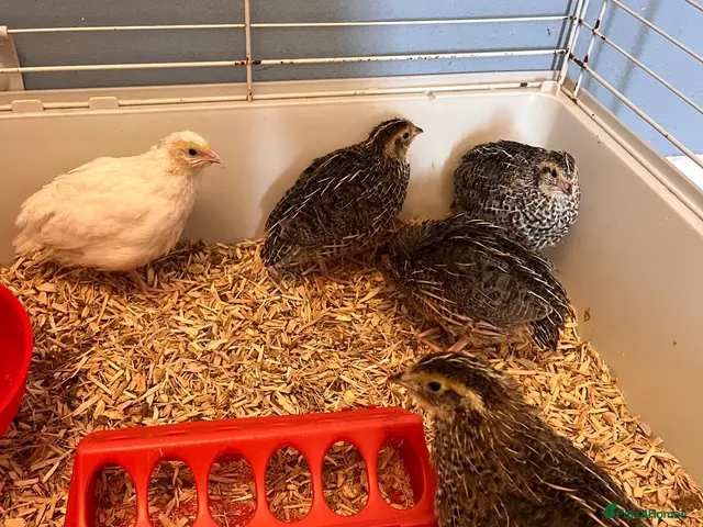 Quail poultry for sale: Japenese quail - Advert 1