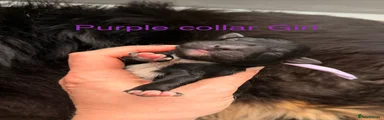 Purple collar