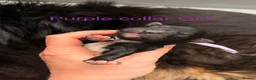 Aussiedoodle dogs for sale: Aussiedoodle F1 Health Tested KC registered parent in Leeds - Advert 9