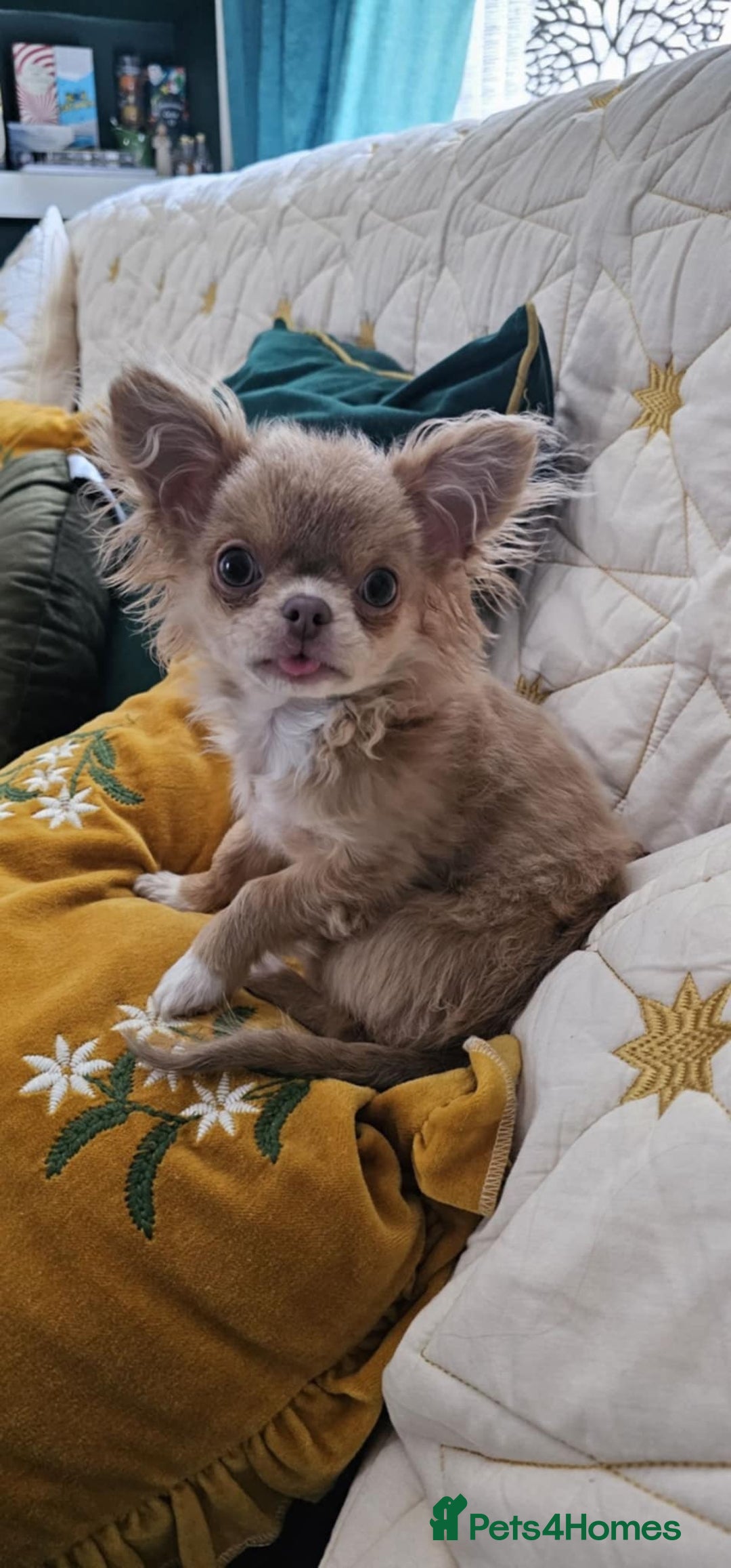 Chihuahua dogs for stud: Tiny russian/Thai kc lc chihuahua stud lilac fawn - Advert 7