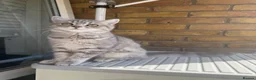 Scottish Fold cats for sale: Scottish Straight ears Kittens available  - Advert 24