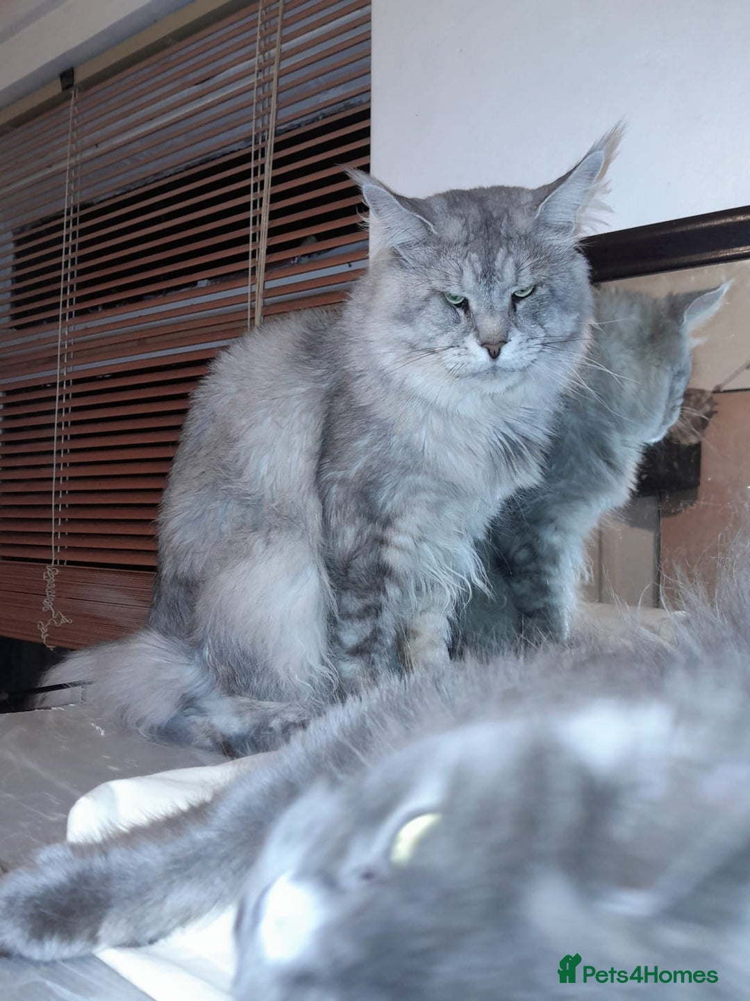 Maine Coon cats for sale: Polydactyl SolidBlue/BlackSilver Girls Maine Coon - Advert 17