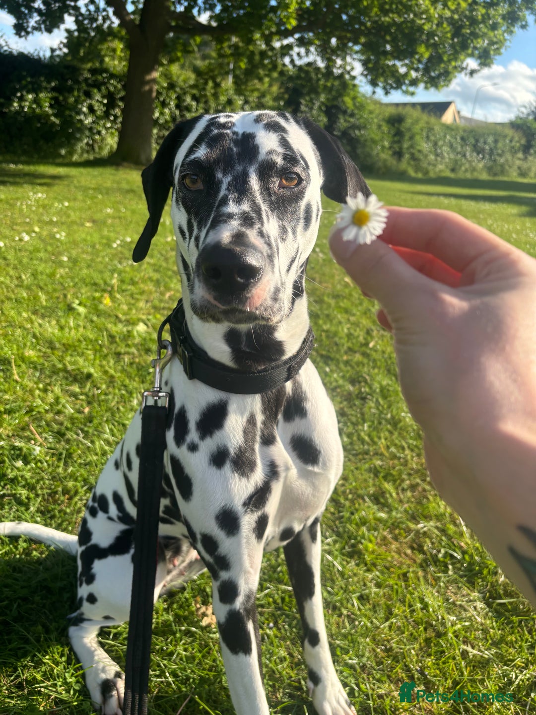 Dalmatian dogs for stud: Looking for Dalmatian stud! - Image 10