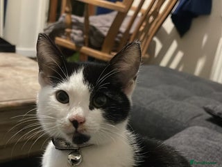 British Shorthair cats Great young cat for sale - Advert 1