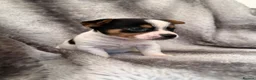 Jack Russell dogs for sale: Beautiful jackrussell pups in Preston - Advert 6