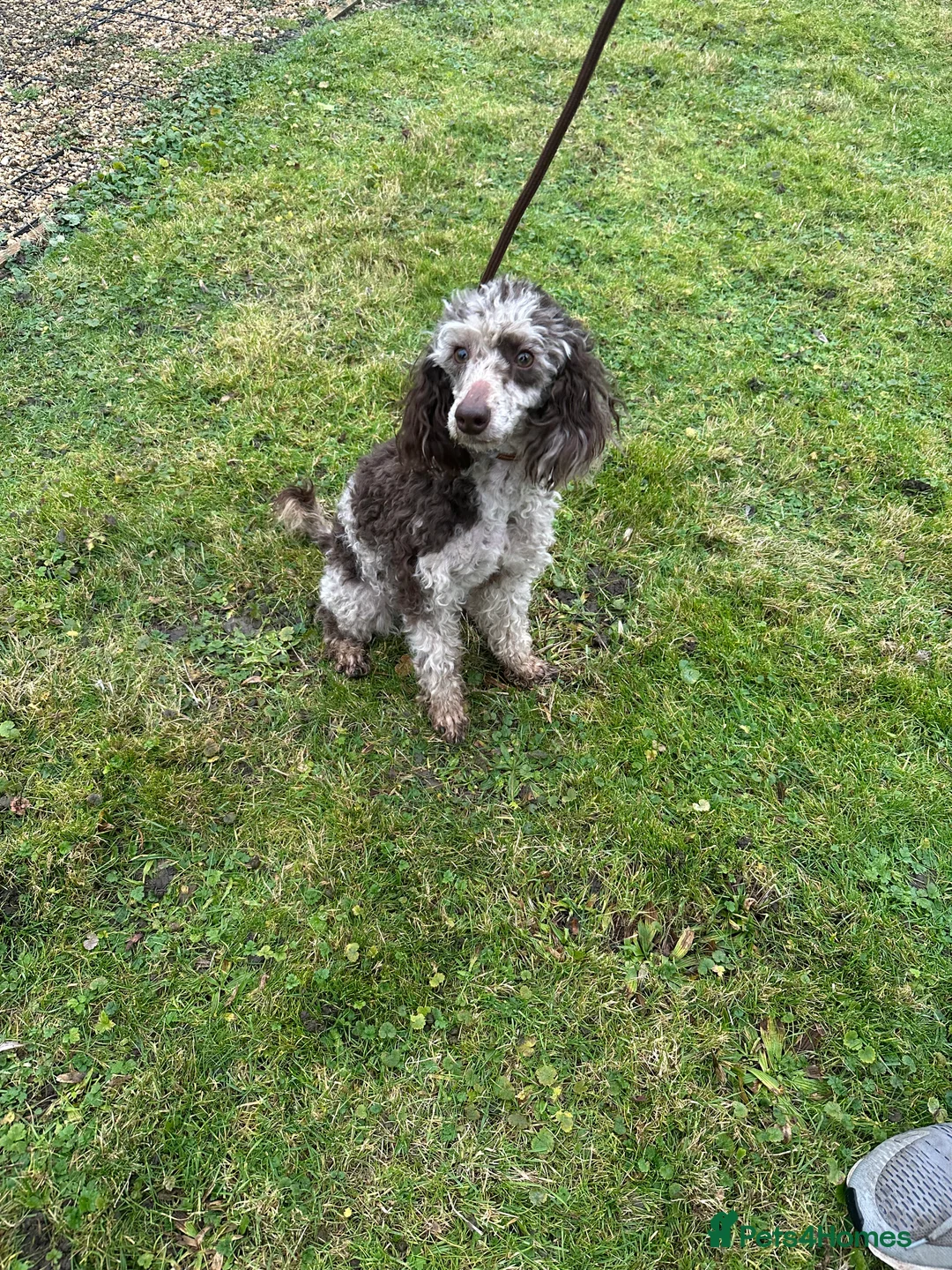 Miniature Poodle dogs for sale: Stunning looking male miniature poodle  - Advert 4