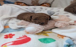 Cavapoo dogs for sale: F1B Deep Fox Red High Quality DNA Clear Puppy  - Image 18