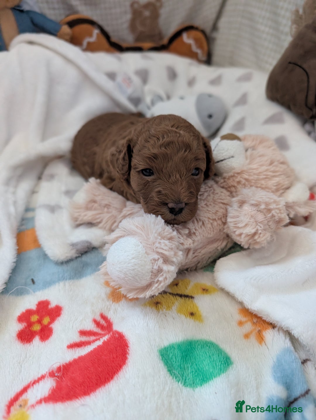Cavapoo dogs for sale: F1B Deep Fox Red High Quality DNA Clear Puppy  - Image 18