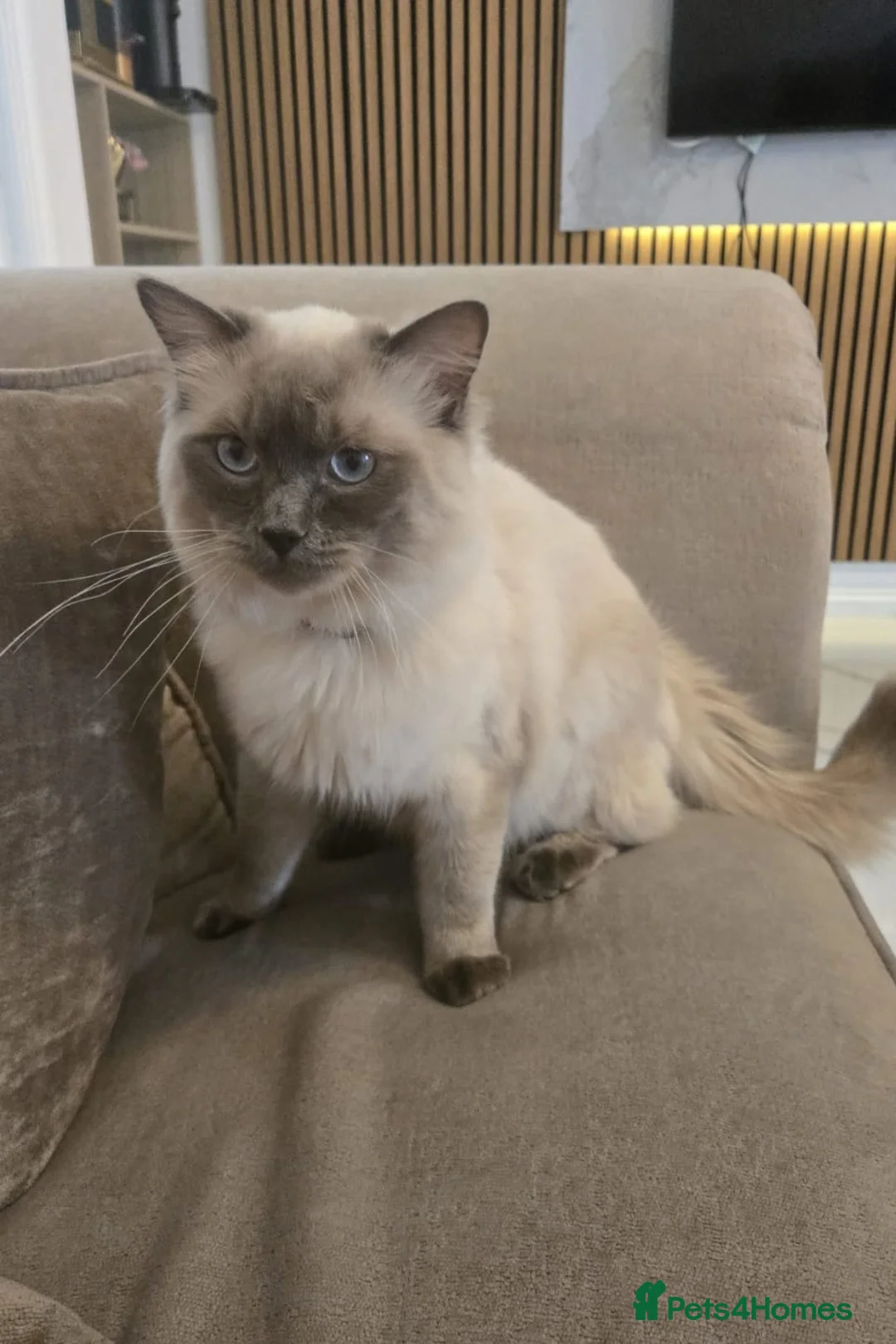 Ragdoll cats for stud: Beautiful Pure Ragdoll 1 Year for stud - Advert 4