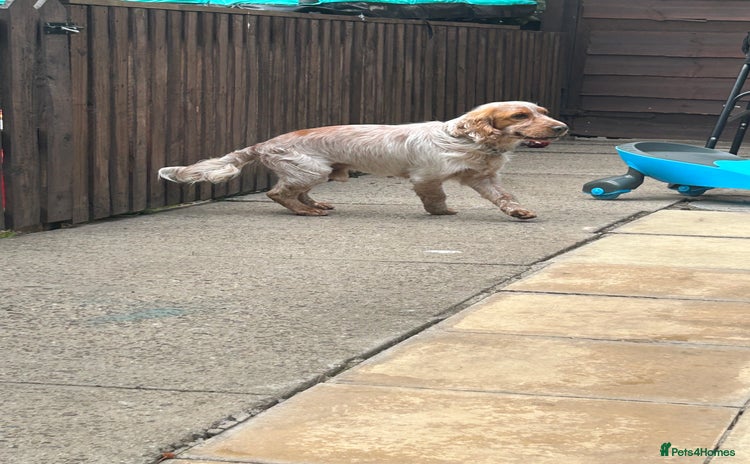 Cocker Spaniel dogs - Advert 10