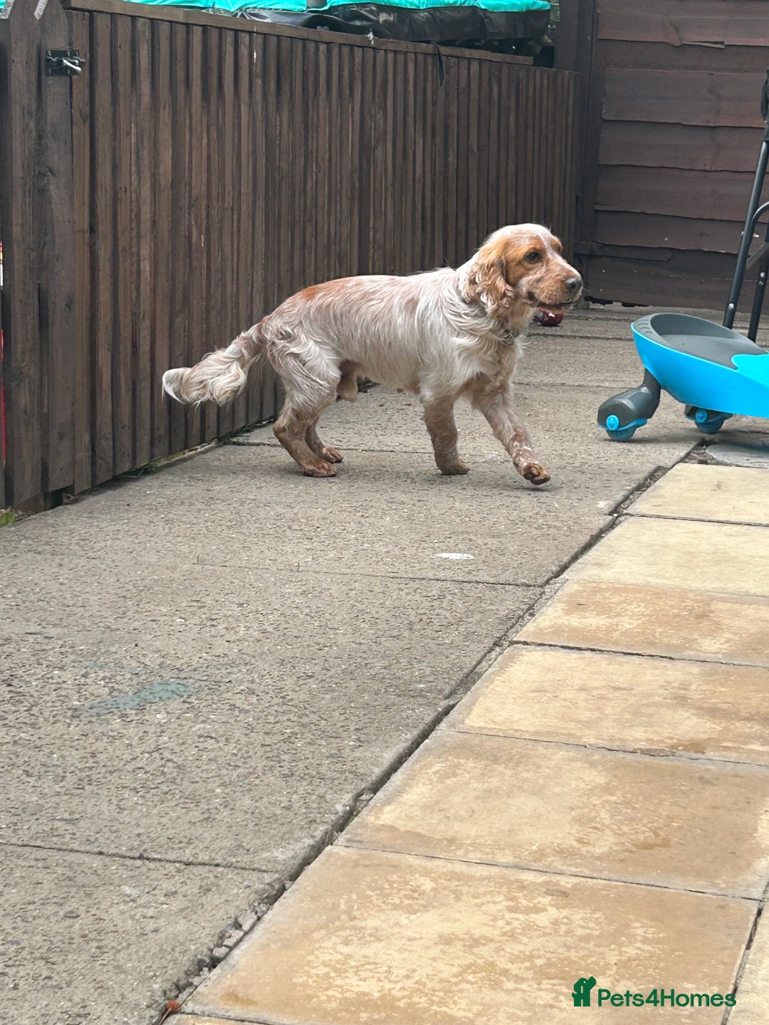 Cocker Spaniel dogs for sale: Male cocker spaniel - Image 1
