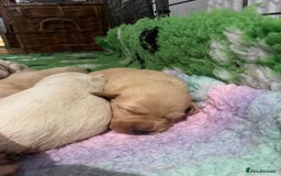 Labrador Retriever dogs for sale: Labrador puppies 5 gen pedigree health tested - Image 25